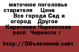 маточное поголовье старателя  › Цена ­ 3 700 - Все города Сад и огород » Другое   . Карачаево-Черкесская респ.,Черкесск г.